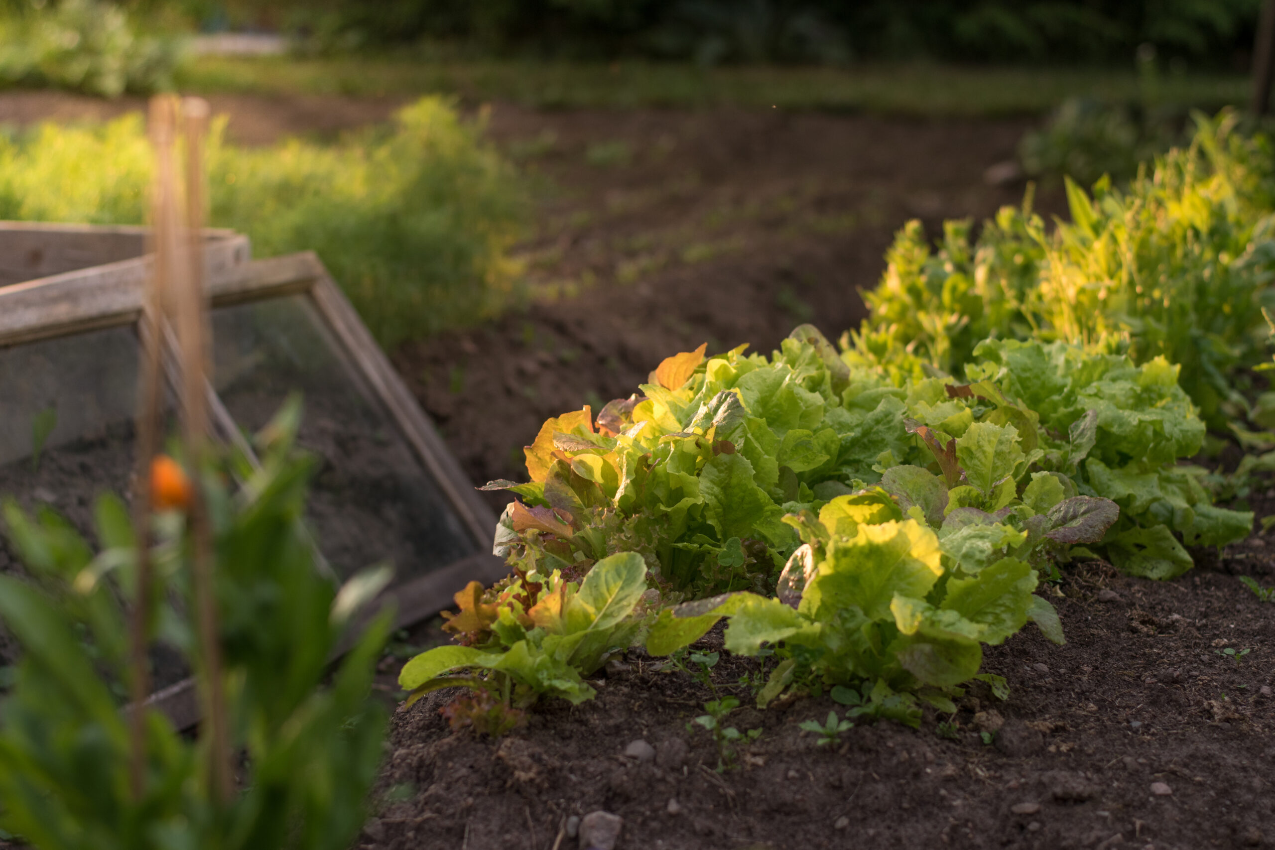 Sallad foto: Adam Johnsson Tonoco
